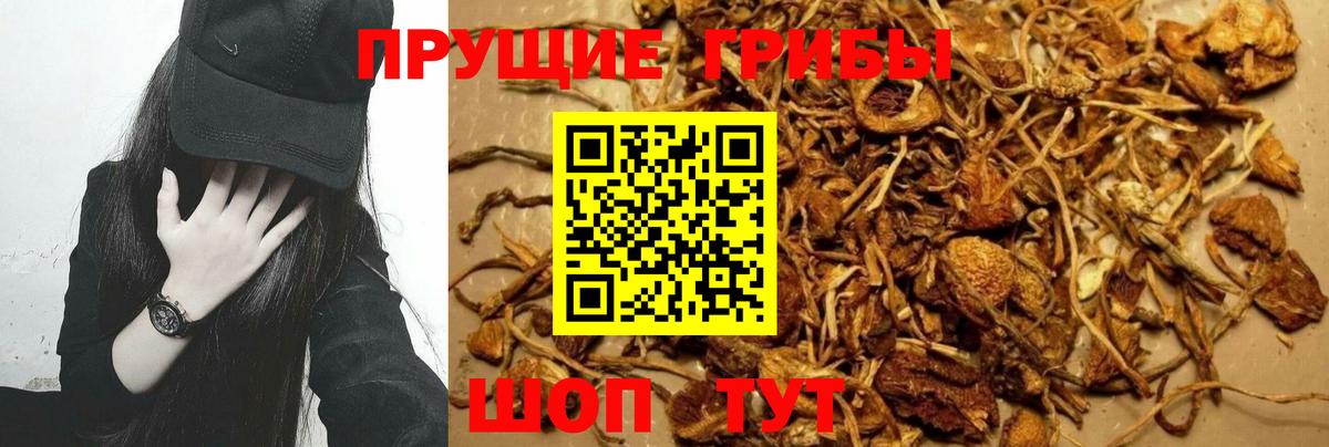 Галлюциногенные грибы GOLDEN TEACHER Минеральные Воды